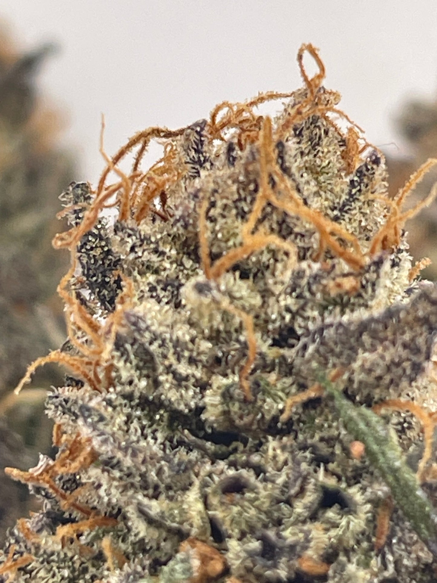 Big Buds - Bubba Kush