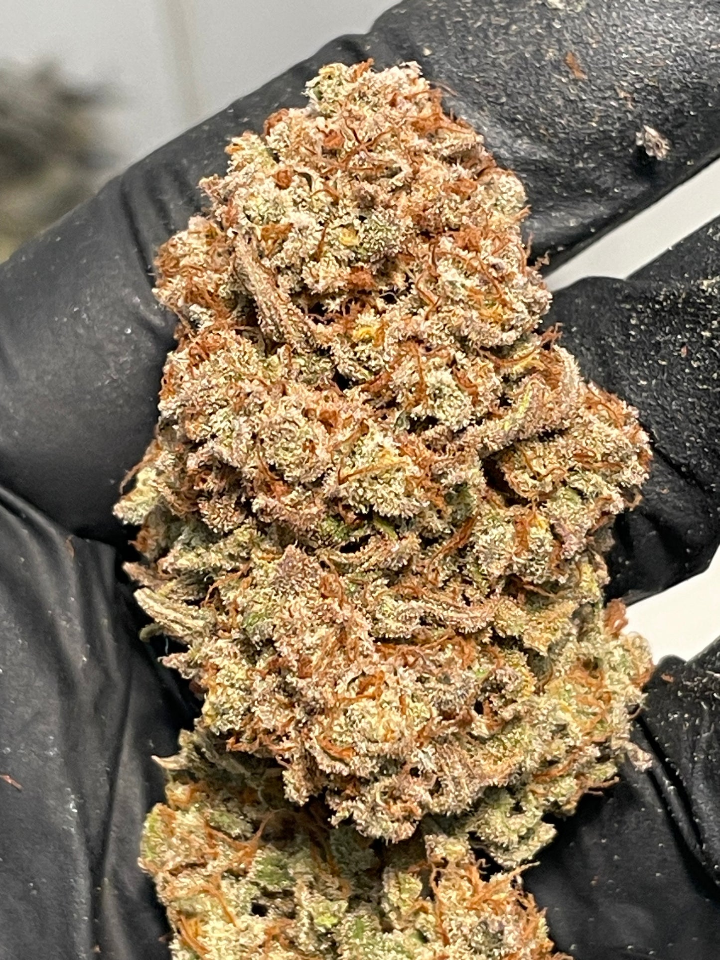 Fleur CBD - Tropiskunk